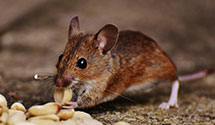 24 Hour & Emergency Exterminators in Litchfield Park, AZ